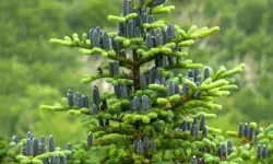 Balsam Fir Care and Growing Guide (Most Detailed)