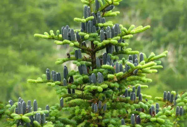 Balsam Fir