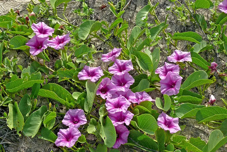 Morning Glory Varieties