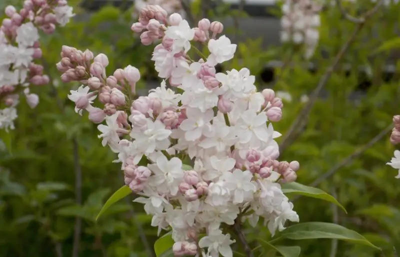 Lilac Flowers