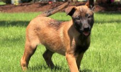 Belgian Malinois Puppies: Everything You Need to Know