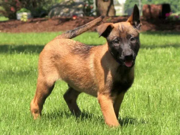 Belgian Malinois Puppies