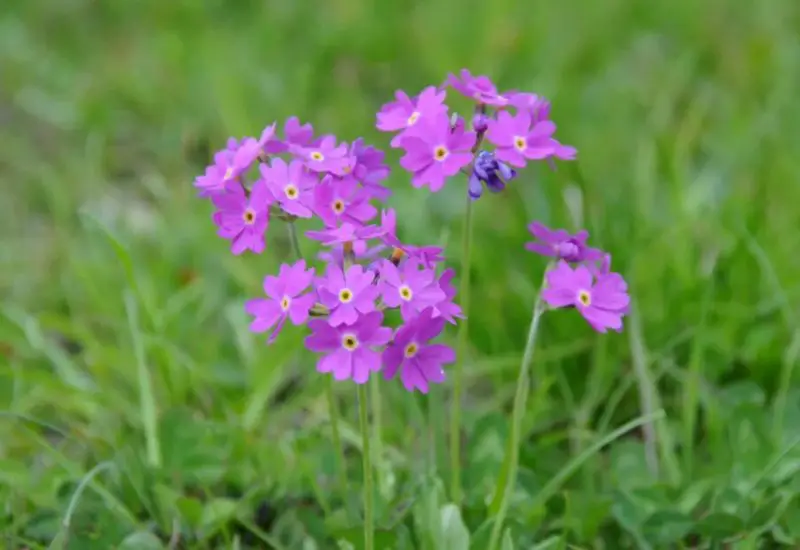 primrose flowers