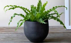 Bird’s Nest Fern (Asplenium nidus) Care and Growing Guide