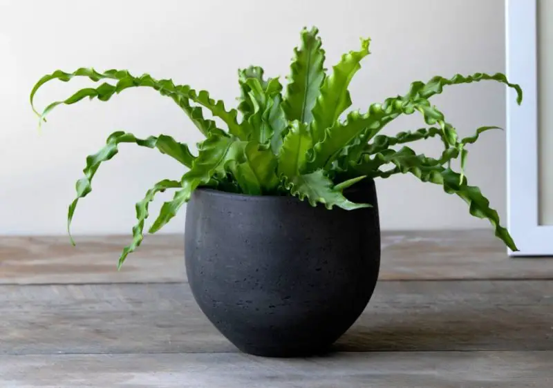 Bird’s Nest Fern