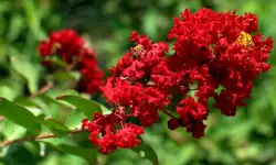 Black Diamond Crape Myrtle Care and Growing Guide