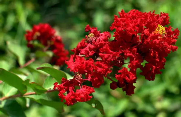 Black Diamond Crape Myrtle