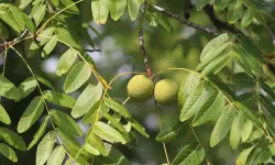 Black Walnut (Juglans nigra) Care and Growing Guide