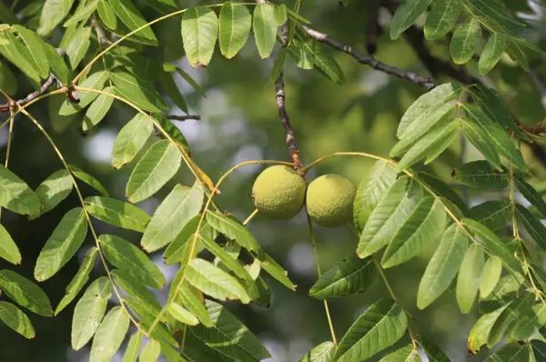 Black Walnut