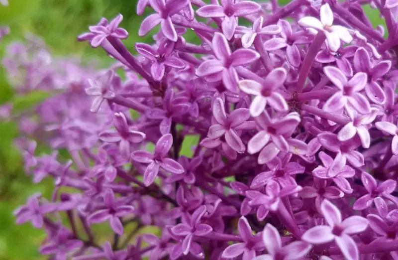 Lilac Flowers