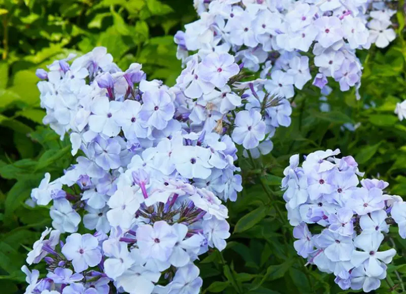 Phlox Flowers