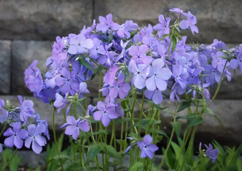 Phlox Flowers