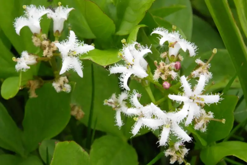 Pond Plants