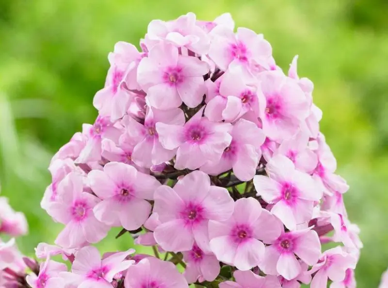 Phlox Flowers