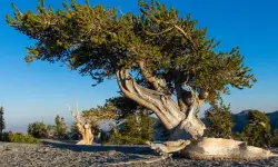 Bristlecone Pine (Pinus longaeva) Care and Growing Guide