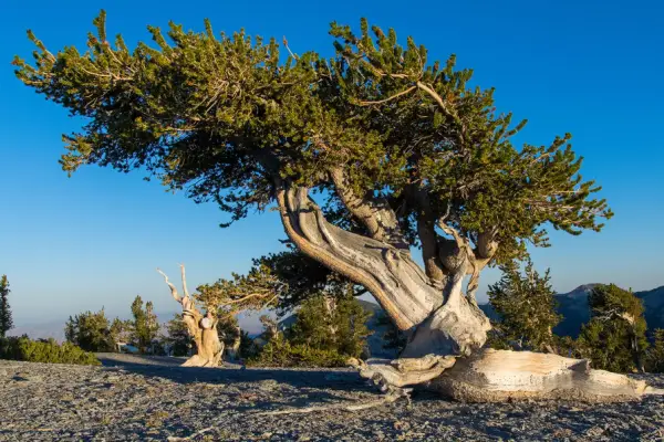 Bristlecone Pine