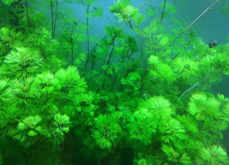 Aquatic Plants