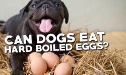 Can Dogs Eat Hard Boiled Eggs? Get the Facts