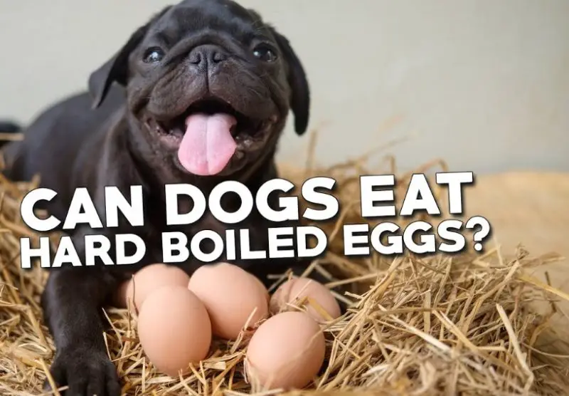 Can Dogs Eat Hard Boiled Eggs