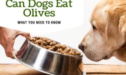 Can Dogs Eat Olives? The Surprising Truth You Should Know!