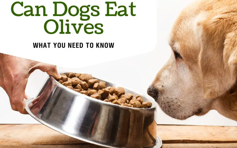 Can Dogs Eat Olives