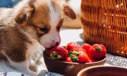 Can Dogs Eat Strawberries? A Complete Guide for Pet Owners