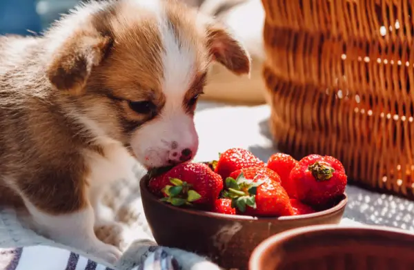 Can Dogs Eat Strawberries