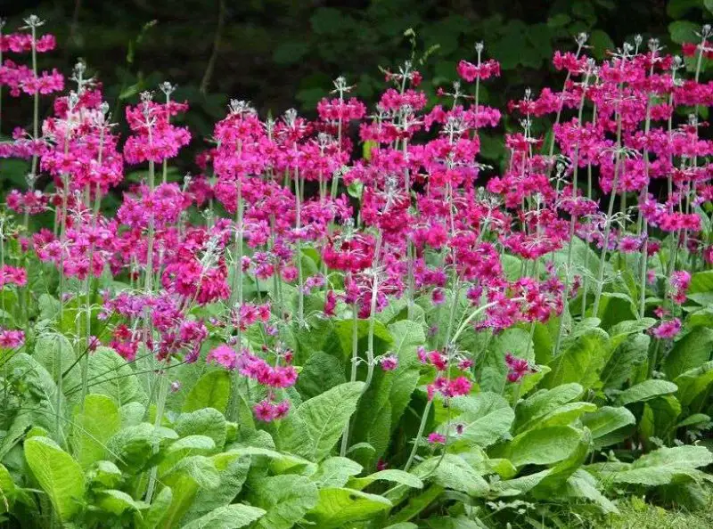 primrose flowers