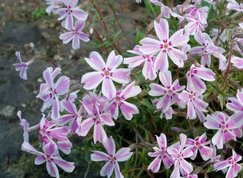 Phlox Flowers