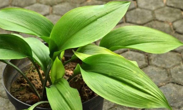 Cast Iron Plant