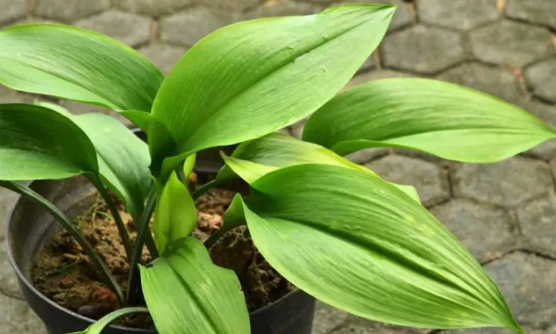 Cast Iron Plant 