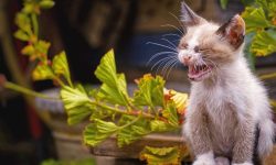 Cat Sneezing a Lot? Causes and Solutions!