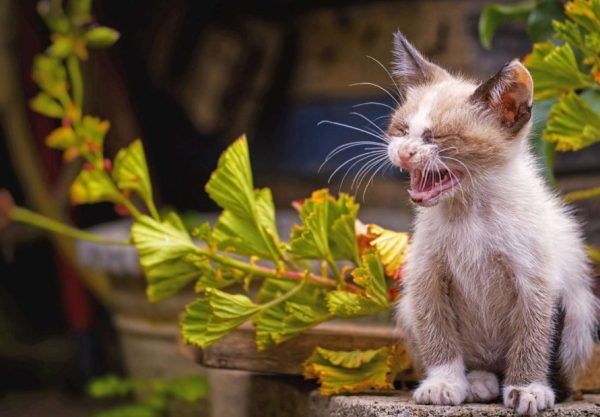 Cat Sneezing a Lot