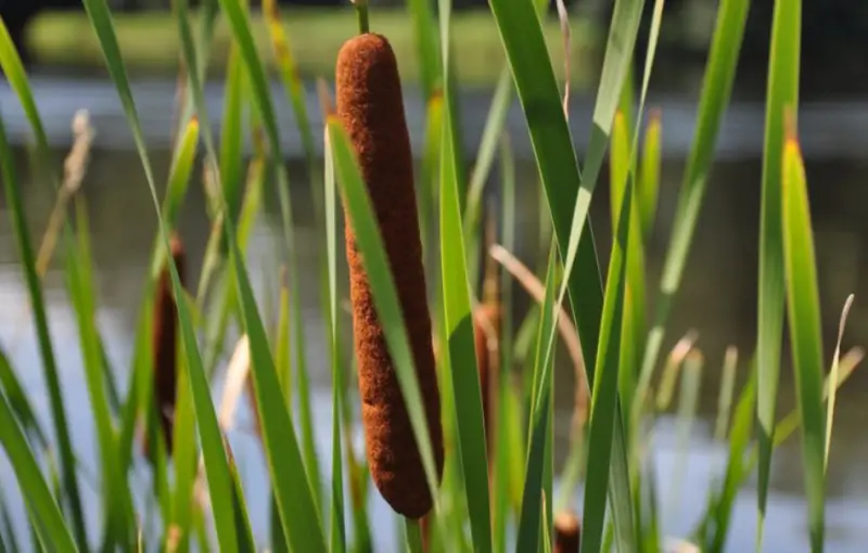 Pond Plants