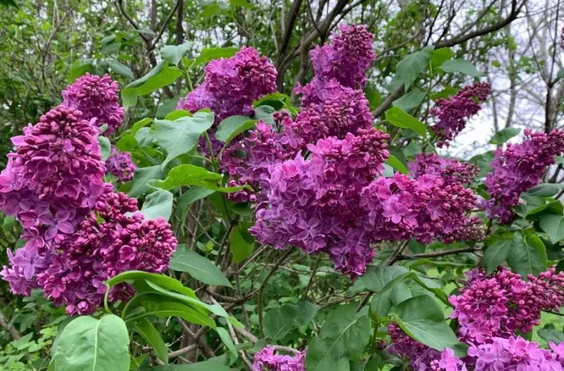 Lilac Flowers