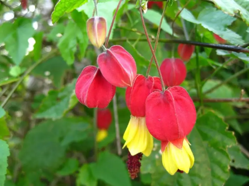 Flowers That Bloom in Winter