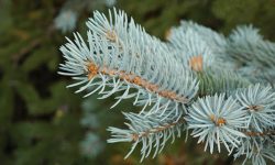 Colorado Blue Spruce (Picea pungens) Care and Growing Guide