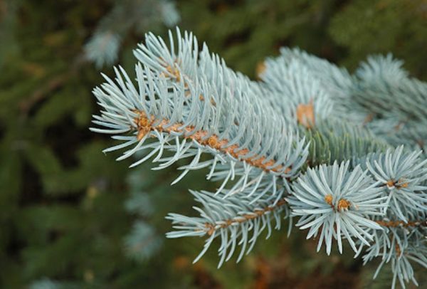 Colorado Blue Spruce