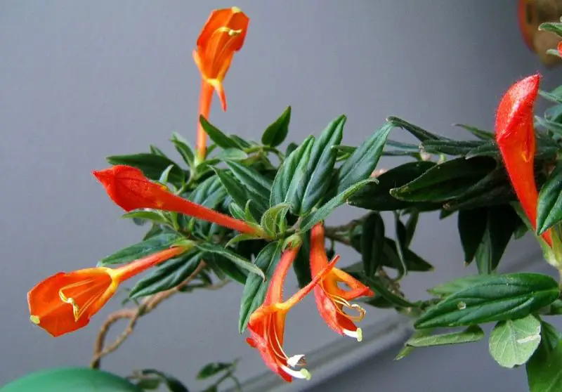 Goldfish Plant