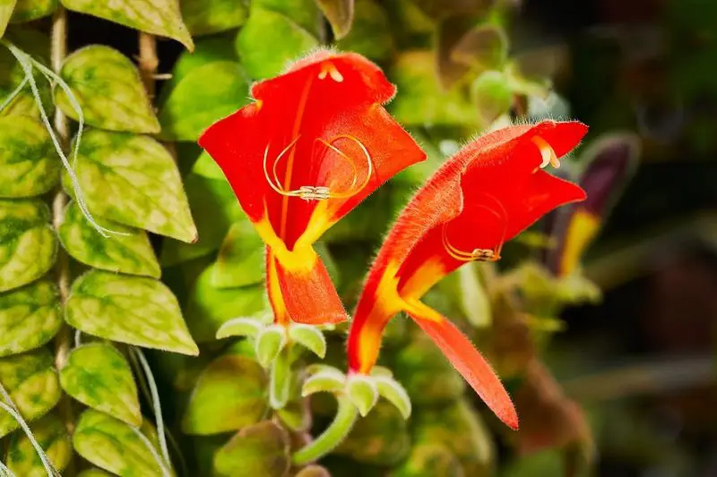 Goldfish Plant