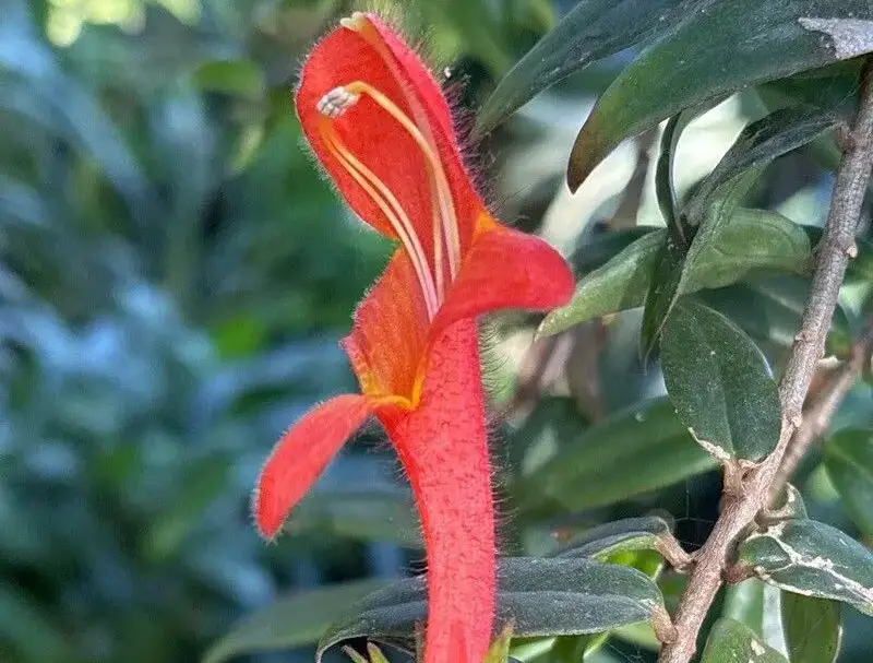 Goldfish Plant