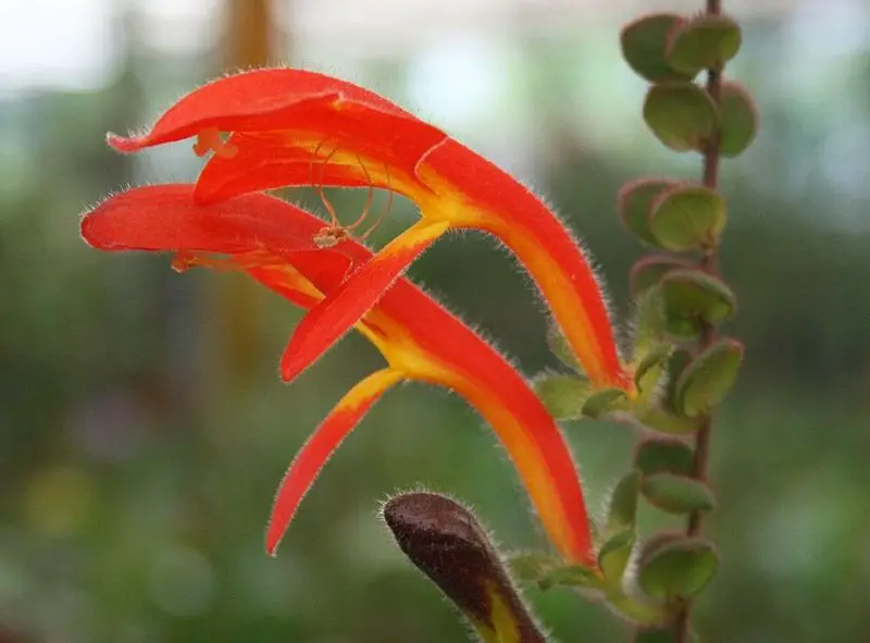 Goldfish Plant