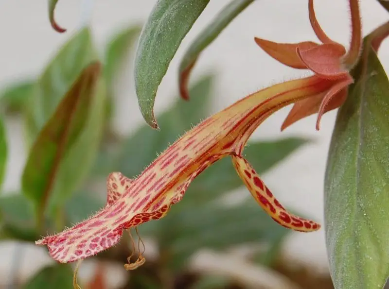 Goldfish Plant