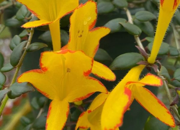 Goldfish Plant