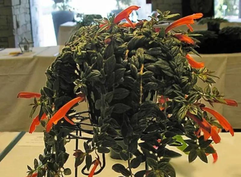 Goldfish Plant