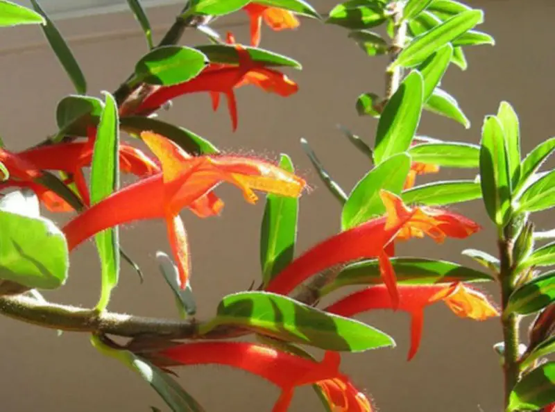 Goldfish Plant