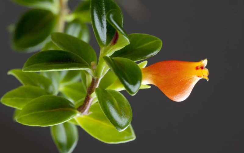 Goldfish Plant