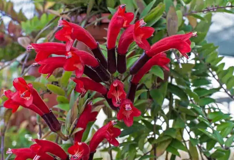 Goldfish Plant