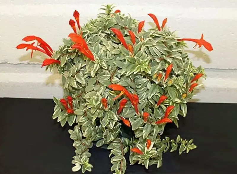 Goldfish Plant