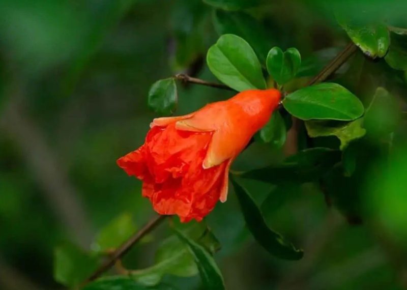 Goldfish Plant